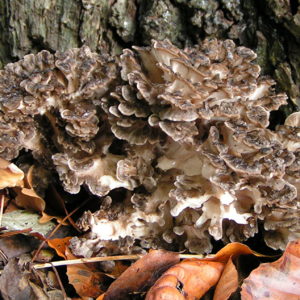 Maitake