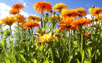 Calendule (Calendula officinalis)