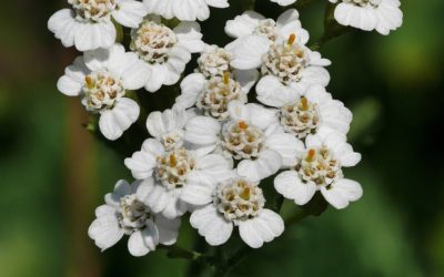 Achillée millefeuille (Achillea millefolium)